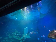 -烟台海昌鲸鲨海洋公园