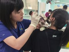 -北京观赏动物医院·24小时大型综合·猫专科·异宠专科