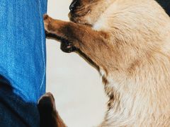 -藏猫猫咖啡主题馆(中央大道店)