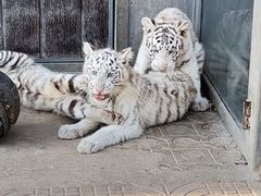 -西霞口神雕山野生动物世界