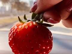 -胜丰草莓采摘园