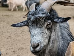 -鄂尔多斯野生动物园