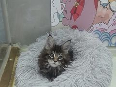 -糯米喵星人总部直营旗舰店·猫舍·幼猫出售