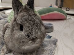 -浣熊柯尔鸭土拨鼠·电玩咖