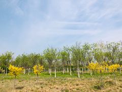 -天津东丽湖风景区