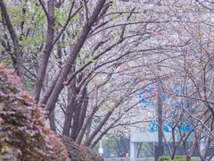 -西北湖绿化广场