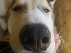 -Husky Go! 哈士奇体验馆·宠物咖啡厅狗咖