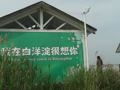 -白洋淀景区
