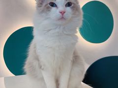 -飞行喵MR PILOT|猫舍·猫咖(静安大融城店)