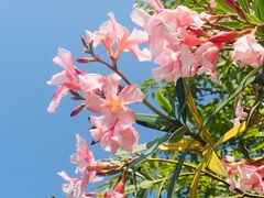 -福田红树林生态公园