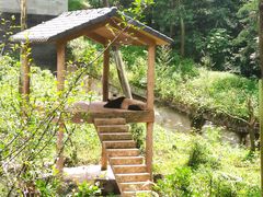 -中国大熊猫保护研究中心雅安碧峰峡基地