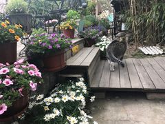 -海边的猫和咖啡馆