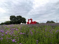 -西京湾花海