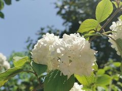-上海滨江森林公园