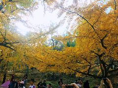 -千年银杏谷文化旅游区