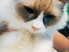 -李小姐の猫咖啡馆(五角场店)