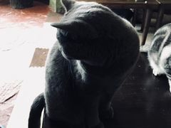-猫猫幼稚园·撸猫·桌游·电玩