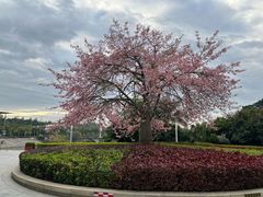 -中国移动南方基地