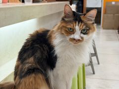 -玫瑰咖啡(中山六路店)