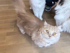 -唐小姐の私宠·宠物洗护美容·撸猫馆·购宠(周浦万达旗舰店)