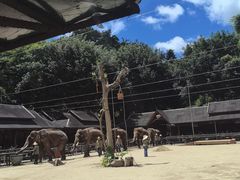 -野象谷景区