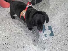 -宠物家(大兴旧宫店)