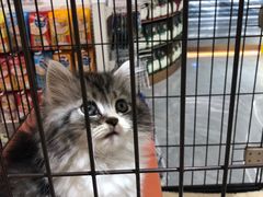 -1013 PET SHOP精品宠物商店(丁香店)