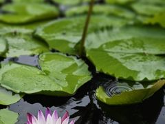 -云溪植物园