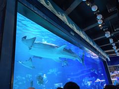 -烟台海昌鲸鲨海洋公园