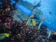 -暹罗海洋世界