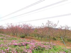 -天适樱花悠乐园