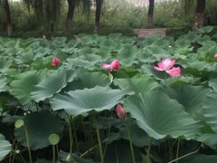 iphone_upload_pic-北京红螺园饭店