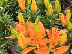 -上海鲜花港