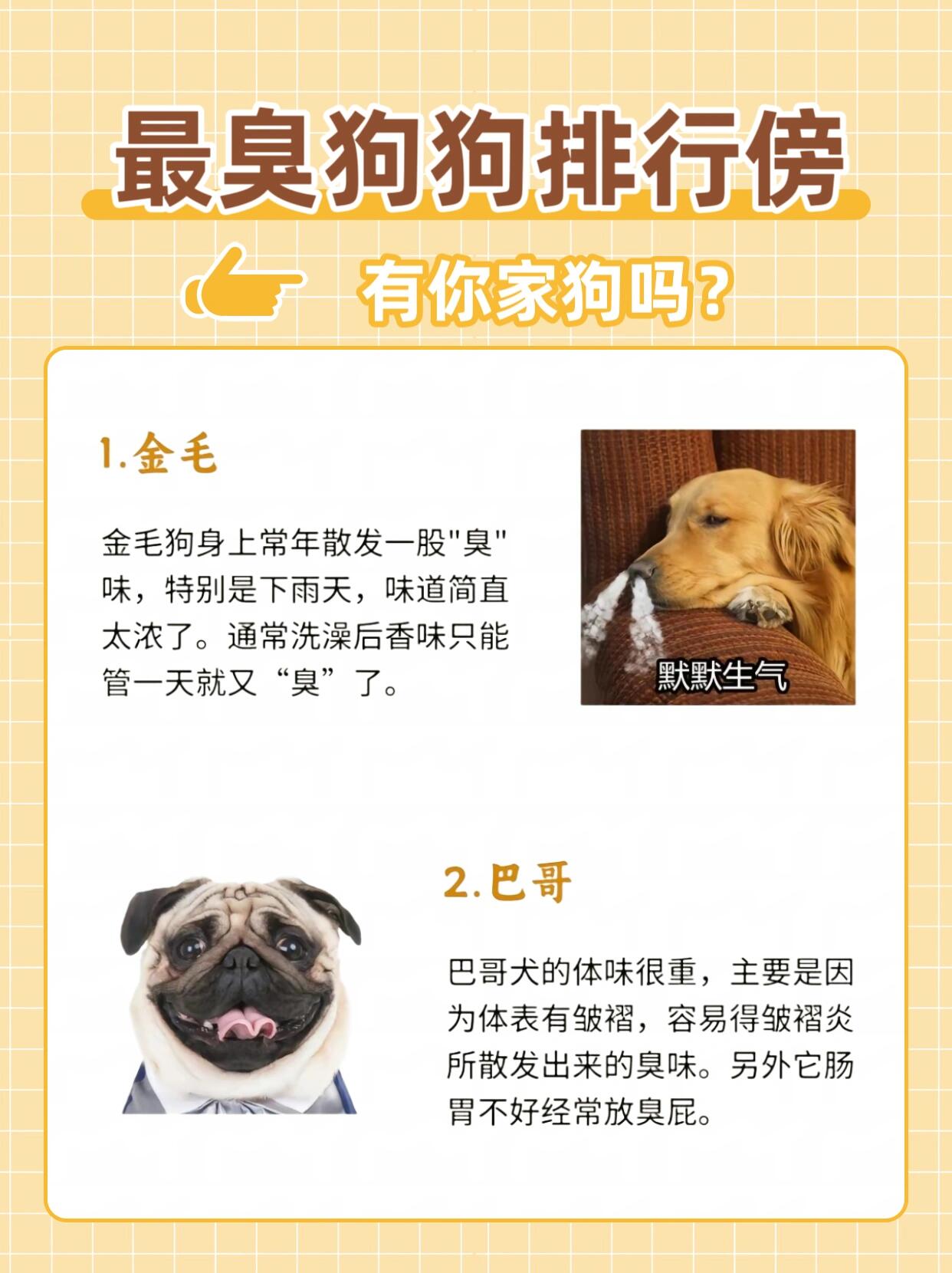 气味追踪犬品种图片