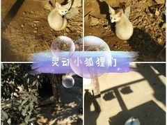 -青岛森林野生动物世界