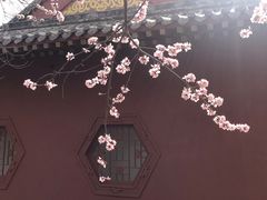 -桃花堤公园
