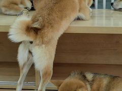 -是阿柴呀！柴犬咖啡·爱喵喵猫咖