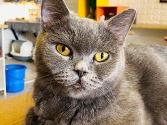 -平行世界·猫咖(首经贸店)