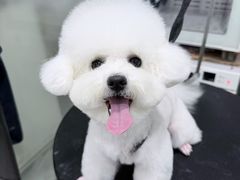 -八公叔叔宠物美容连锁(春申店)