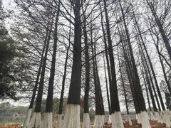 -艾溪湖湿地公园
