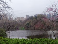 -重庆彩云湖湿地公园
