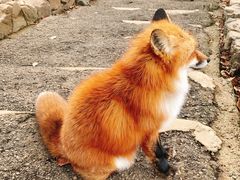 -宫城藏王狐狸村