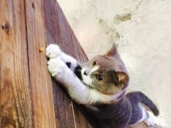 店里可爱的猫-MIKAKU(万达广场上海宝山店)