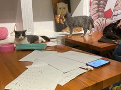 -猫小院猫主题餐厅(三里屯店)