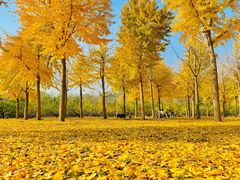 -三里屯东五街银杏大道