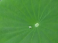 -陈家山荷花公园