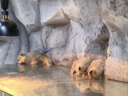 -Zoolung Zoolung动物主题公园(海信广场店)