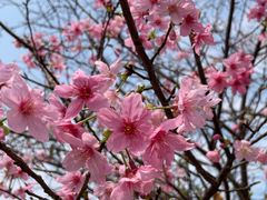 -天适樱花悠乐园