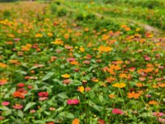 -桤木河湿地公园