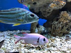 -太平洋海底世界